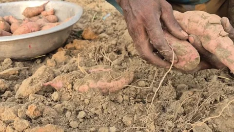 Farmer Digging Loose Soil Harvesting Sweet Potatoes Field Commercial Video Vidéo 344719646