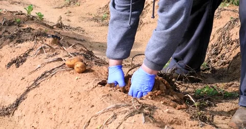Farmer digging up ripe Potatoes and placing them on the ground. Stock Footage 132648231