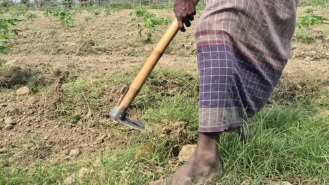 Farmer Digging Water Drainage System In Large Papaya Plantation Field 動画素材 336647624