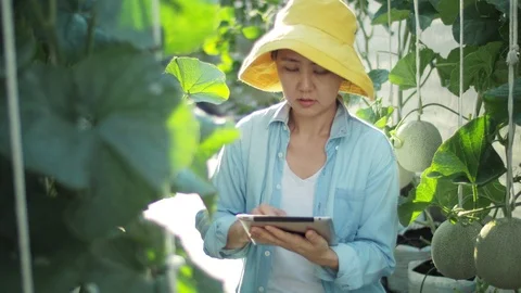 The farmer with digital tablet computer in green house of melon farm. Stock Footage 119193087