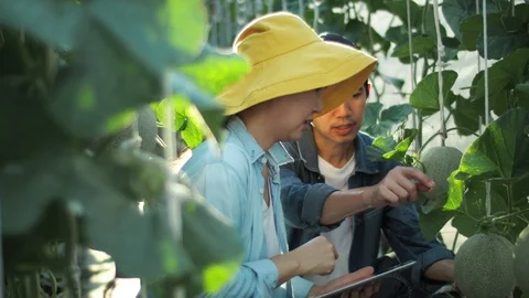 The farmer with digital tablet computer in green house of melon farm. Stock Footage 119193123