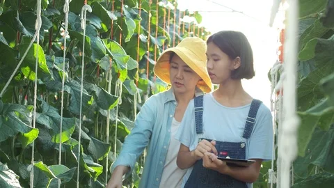 The farmer with digital tablet computer in green house of melon farm. Stock Footage 119193143