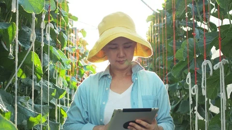 The farmer with digital tablet computer in green house of melon farm. Stock Footage 119193189