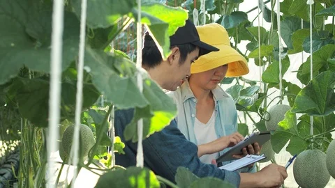 The farmer with digital tablet computer in green house of melon farm. Stock Footage 119193232