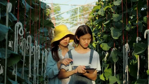 The farmer with digital tablet computer in green house of melon farm. Stock Footage 119193350