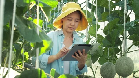 The farmer with digital tablet computer in green house of melon farm. Stock Footage 119193381