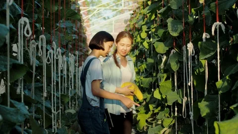 The farmer with digital tablet computer in green house of melon farm. Stock Footage 119193518