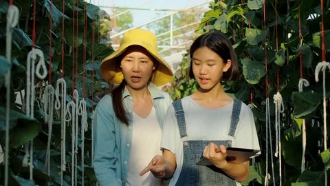 The farmer with digital tablet computer in green house of melon farm. Stock Footage 119193555