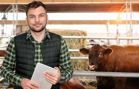 Farmer with digital tablet stands in front of cow and smiles. Livestock farmer. Stock Photos
