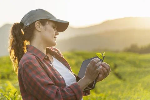 Farmer with a digital tablet in tea fields at sunset. Smart farming Stock Photos