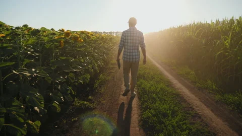 Farmer with digital tablet walking between agricultural fields Stock Footage 155273354