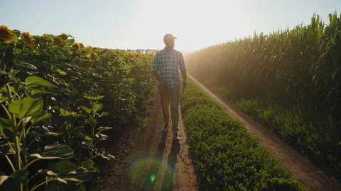 Farmer with digital tablet walking between agricultural fields Stock Footage 277358329