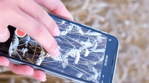 Farmer with digital tablet working in wheat field. smart farm concept of Stock Footage 250352559