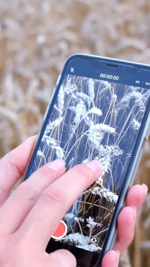 Farmer with digital tablet working in wheat field. smart farm concept of Stock Footage 250383218
