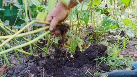 A farmer digs up Jerusalem artichoke or an earthen pear. Stock Footage 229012849