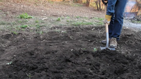 Farmer digs up a kitchen garden Stock Footage 37316604