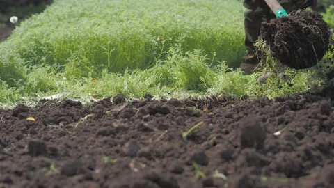 A farmer digs up a plot of land sown with phacelia with a shovel. Vídeos de archivo 208728866
