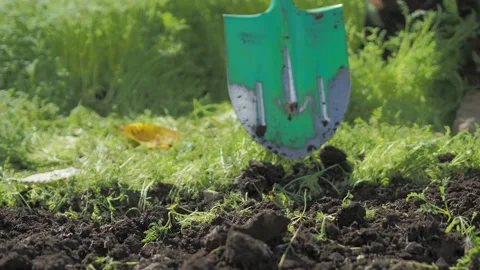 A farmer digs up a plot of land sown with phacelia with a shovel. Vídeos de archivo 208728998