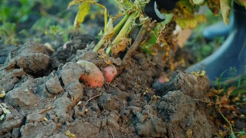 A farmer digs up a potato bush. Stock Footage 104099826