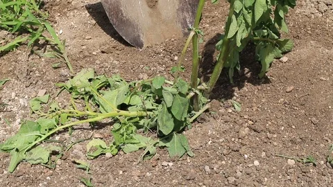 Farmer digs up the potato crop Stock Footage 87224829