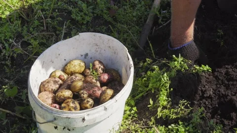A farmer digs up a potatoes. Potatoes in the ground. Growing potatoes. Stock Footage 130222364
