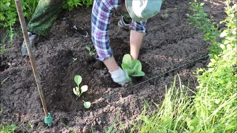 A farmer digs a second hole and plants a cabbage seedling Stock Footage 333310809