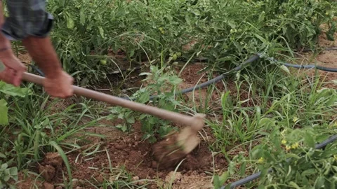 A farmer diligently working in a vegetable field, using a hoe to cultivate the Stock-Footage 329720652