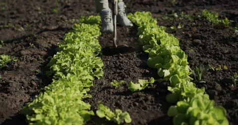 A farmer disappears a bed with rows of lettuce. Stock Footage 155068766