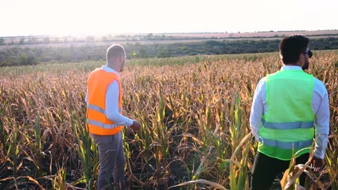 Farmer dissatisfied with the damage caused to the corn crop. Agronomist 库存影片 140043393