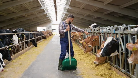 Farmer distributing hay to cows in barn Vídeo Stock 315145414