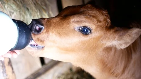 A farmer does drink milk to calf cub by bottle Video stock 89505317
