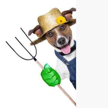 Farmer dog Stock Photos