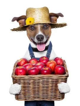 Farmer dog Stock-Fotos