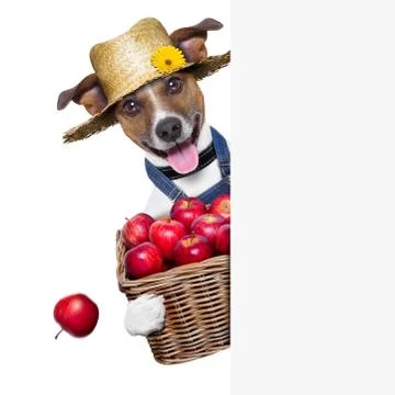 Farmer dog Stockfoto's
