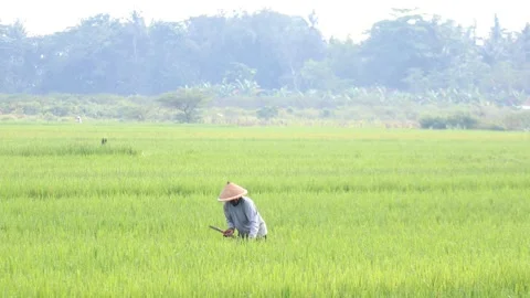 A farmer is doing activities in the rice fields Stock Footage 233478079