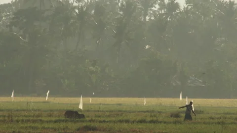Farmer dragging his small cow on a rice field Stock Footage 152307131