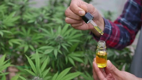 Farmer dripping hemp oil Testing CBD hemp oil products in an indoor hemp fa.. Stock Footage 336935051
