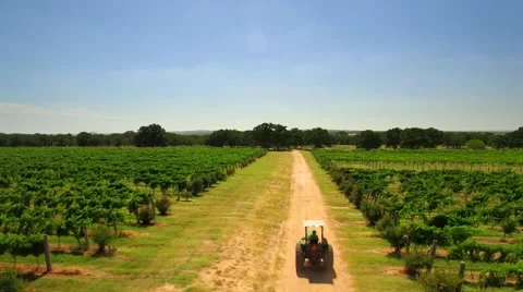 Farmer Drives Tractor Through Field Around Crops on Sunny Day by Aerial Drone Video stock 67450586