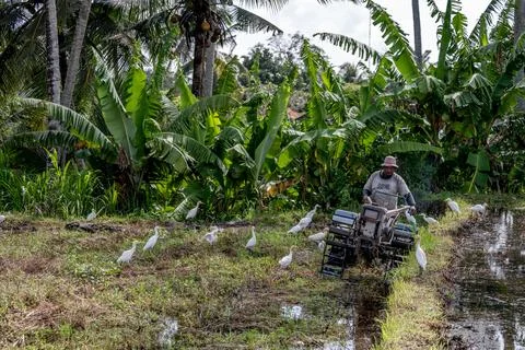 Farmer Drives Walking Tractor Through Ubud Field Stock Photos