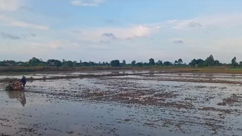 Farmer Driving Walking Tractor Across Flooded Paddy Field in Vietnam Stock Footage 337056211