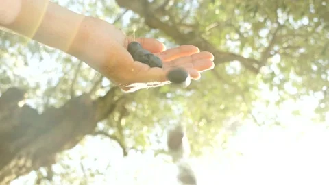 The farmer dropping the olives she has harvested from his hands. Slow motion 스톡 동영상 221345346