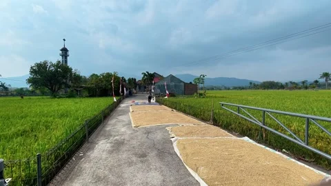 Farmer Drying Rice and Separating Filled and Empty Grains Stock Footage 345100401
