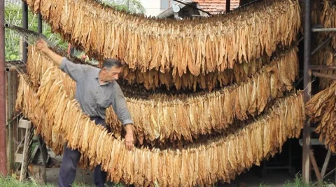 Farmer drying Tobacco Stock Footage
