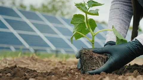 Farmer eats seedling in vegetable garden, in the background of solar power plant Stock Footage 130572881