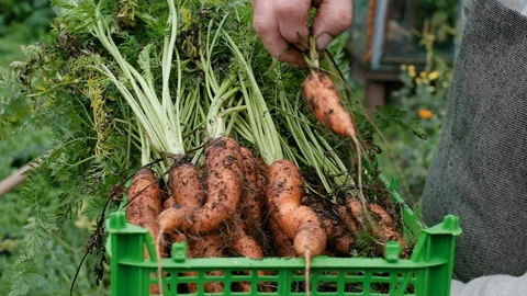 Farmer elderly man 60 years old holding a box of carrots. 库存影片 139525248