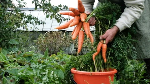 Farmer, an elderly man of 60 years old, washes a carrot. 库存影片 139525470