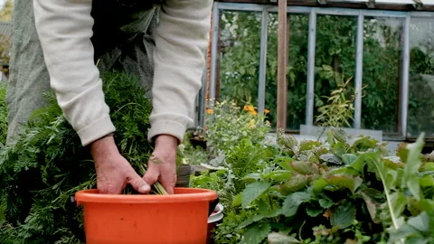 Farmer, an elderly man of 60 years old, washes a carrot. 库存影片 139525535