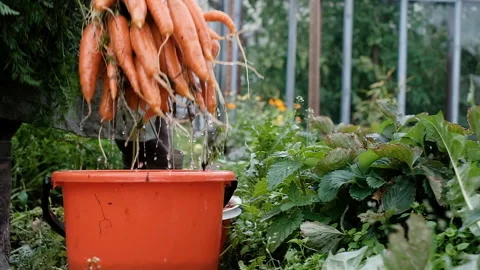 Farmer, an elderly man of 60 years old, washes a carrot. 库存影片 139525780