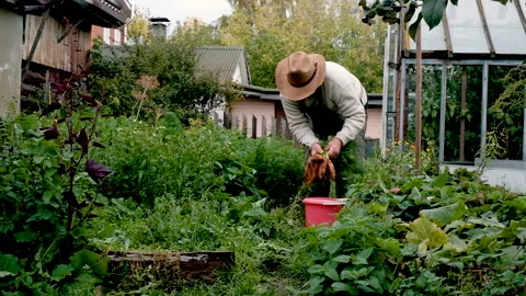 Farmer, an elderly man of 60 years old, harvests carrots. Vidéo 139526176