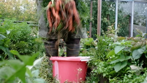 Farmer, an elderly man of 60 years old, harvests carrots in a bucket. 库存影片 139526527
